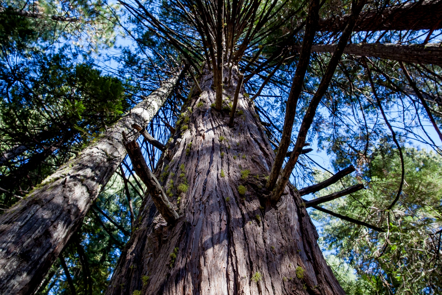 Tall trees at Calaveras Big Trees State Park