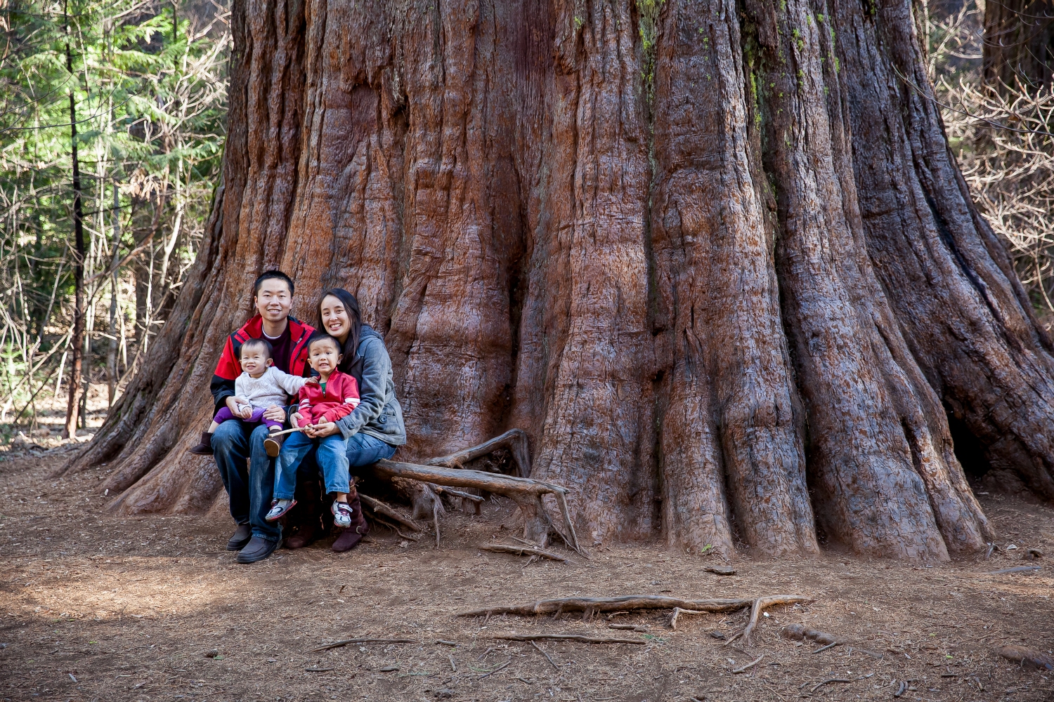 Another very big tree at Calaveras Big Trees State Park