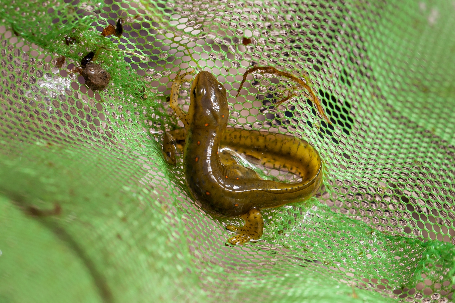 Eastern newt, in captivity
