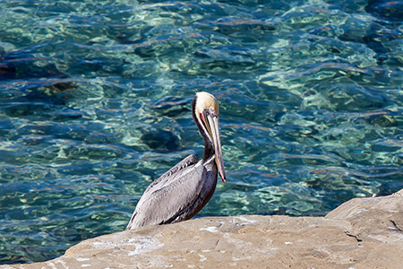 Pelican at La Jolla